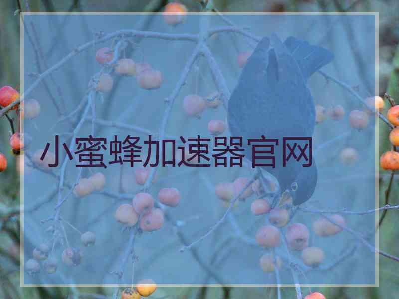 小蜜蜂加速器官网