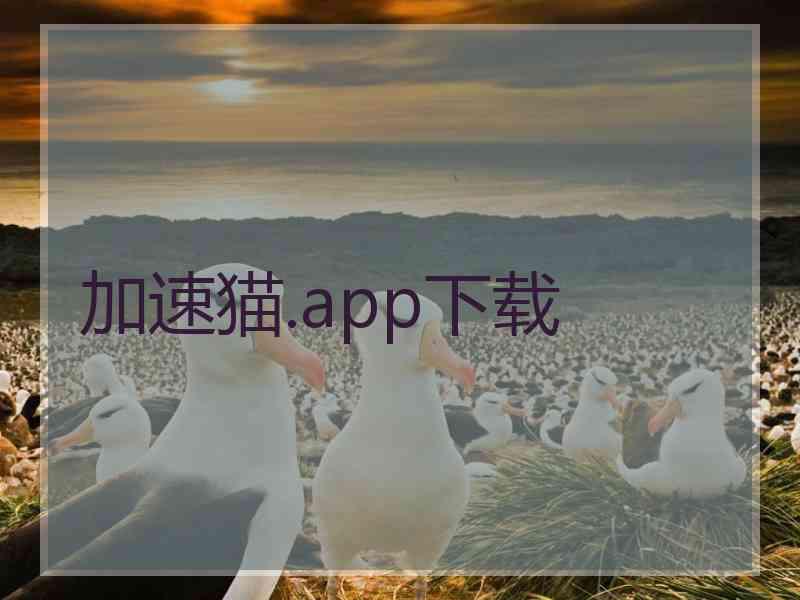 加速猫.app下载